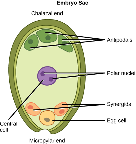  Illustration depicts the embryo sac of an angiosperm, which is egg-shaped. The narrow end, called the micropylar end, has an opening that allows pollen to enter. The other end is called the chalazal end. Three cells called antipodals are at the chalazal end. The egg cell and two other cells called synergids are at the micropylar end. Two polar nuclei are inside the central cell in the middle of the embryo sac.