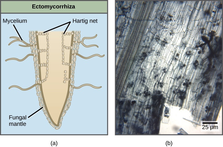 Part A compares two types of mycorrhizae are shown: ectomycorrhiza and arbuscular mycorrhiza. In ectomycorrhiza, fungal hyphae form a structure called a Hartig net inside the root. The Hartig net forms rows of cells that extend straight down, and branch toward the outside of the root. A fungal mantle surrounds the root. Mycelia extend from the fungal mantle. In arbuscular mycorrhiza, the fungi form finger-like clusters that are connected to mycelia that extend from the root into the soil. Part B is a micrograph of arbuscular mycorrhiza, which appear as grape-like clusters in a root tip.