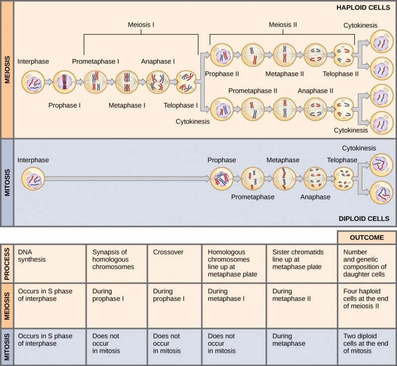 This illustration compares meiosis and mitosis. In meiosis, there are two rounds of cell division, whereas there is only one round of cell division in mitosis. In both mitosis and meiosis, DNA synthesis occurs during S phase. Synapsis of homologous chromosomes occurs in prophase I of meiosis, but does not occur in mitosis. Crossover of chromosomes occurs in prophase I of meiosis, but does not occur in mitosis. Homologous pairs of chromosomes line up at the metaphase plate during metaphase I of meiosis, but not during mitosis. Sister chromatids line up at the metaphase plate during metaphase II of meiosis and metaphase of mitosis. The result of meiosis is four haploid daughter cells, and the result of mitosis is two diploid daughter cells.