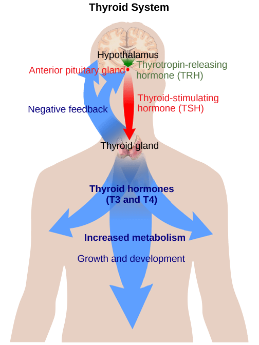 The hypothalamus secretes thyrotropin-releasing hormone, which causes the anterior pituitary gland to secrete thyroid-stimulating hormone. Thyroid-stimulating hormone causes the thyroid gland to secrete the thyroid hormones T3 and T4, which increase metabolism, resulting in growth and development. In a negative feedback loop, T3 and T4 inhibit hormone secretion by the hypothalamus and pituitary, terminating the signal.